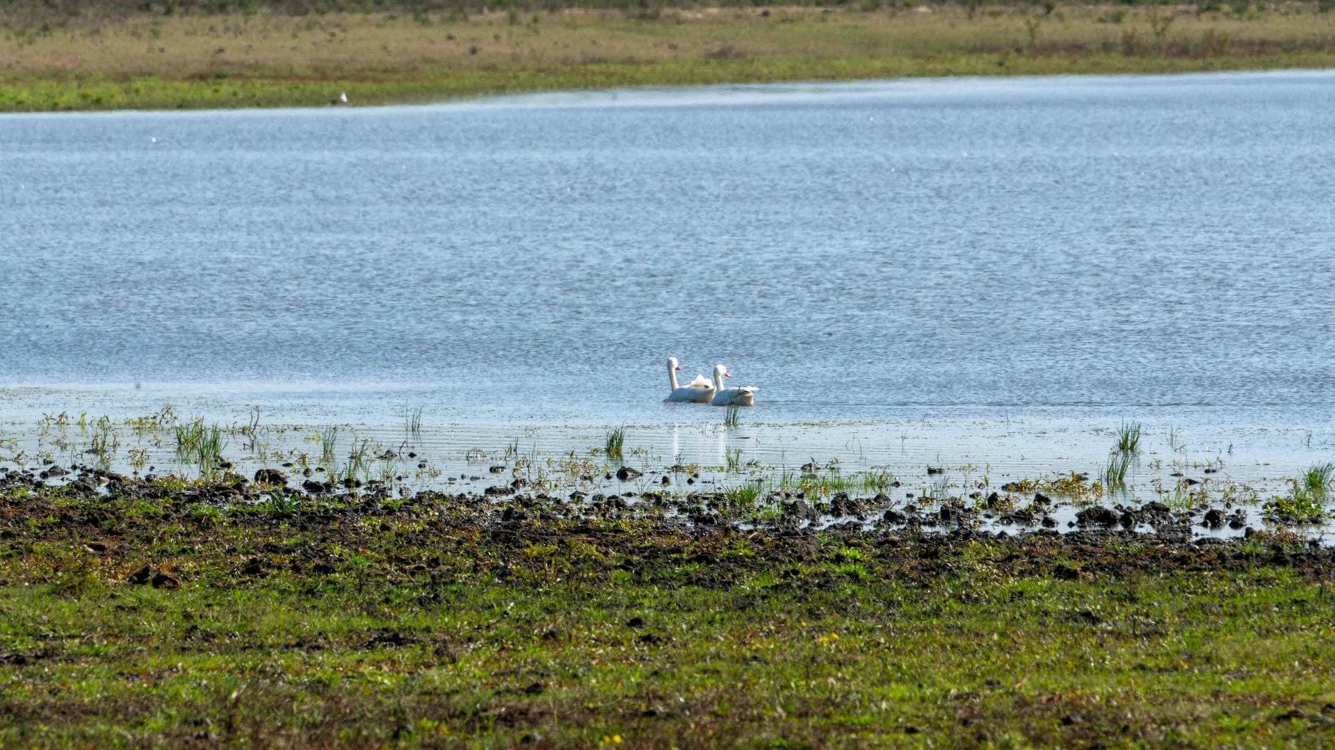 Pareja de cisnes nadando