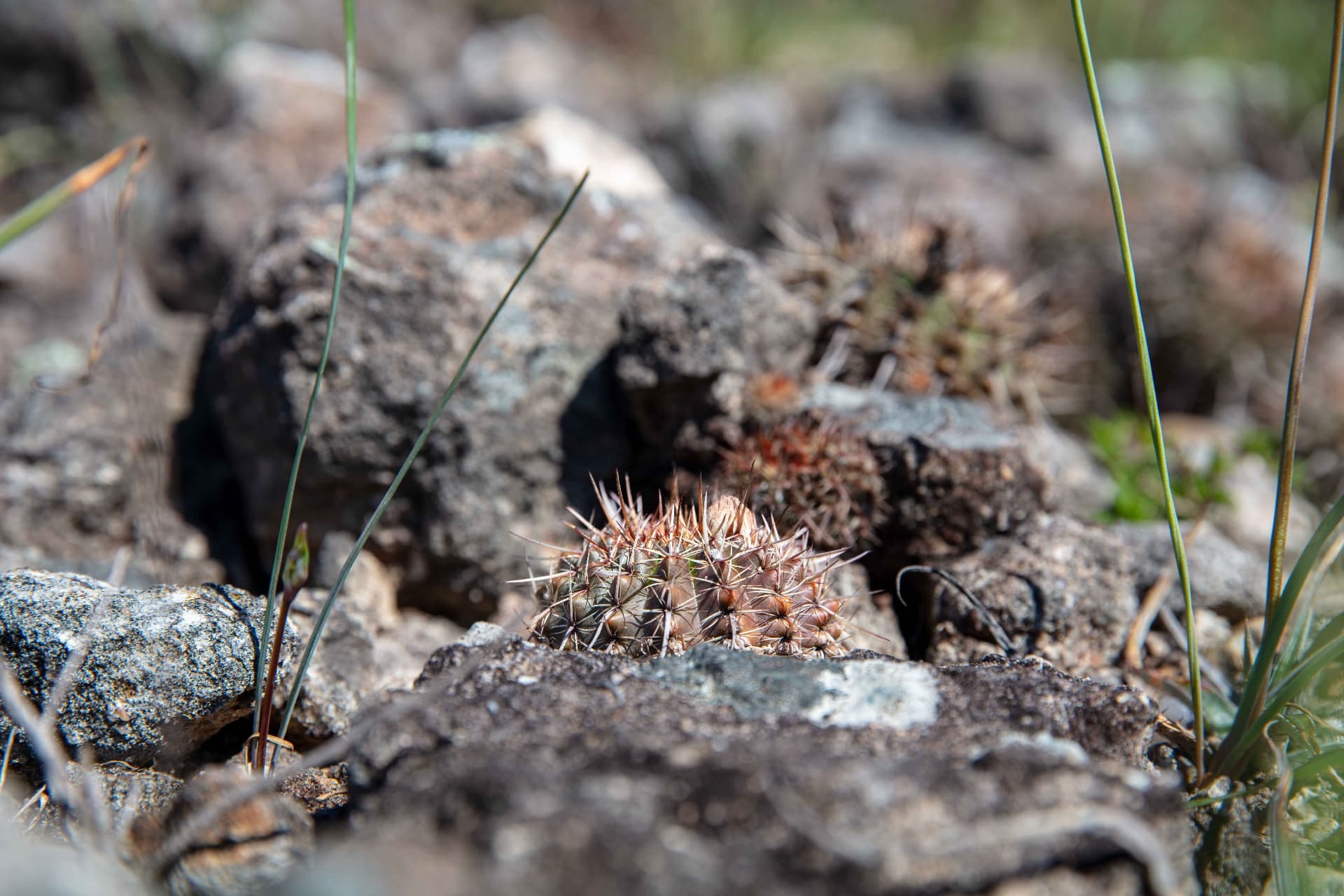 Pequeño cactus creciendo entre afloramientos rocosos del área