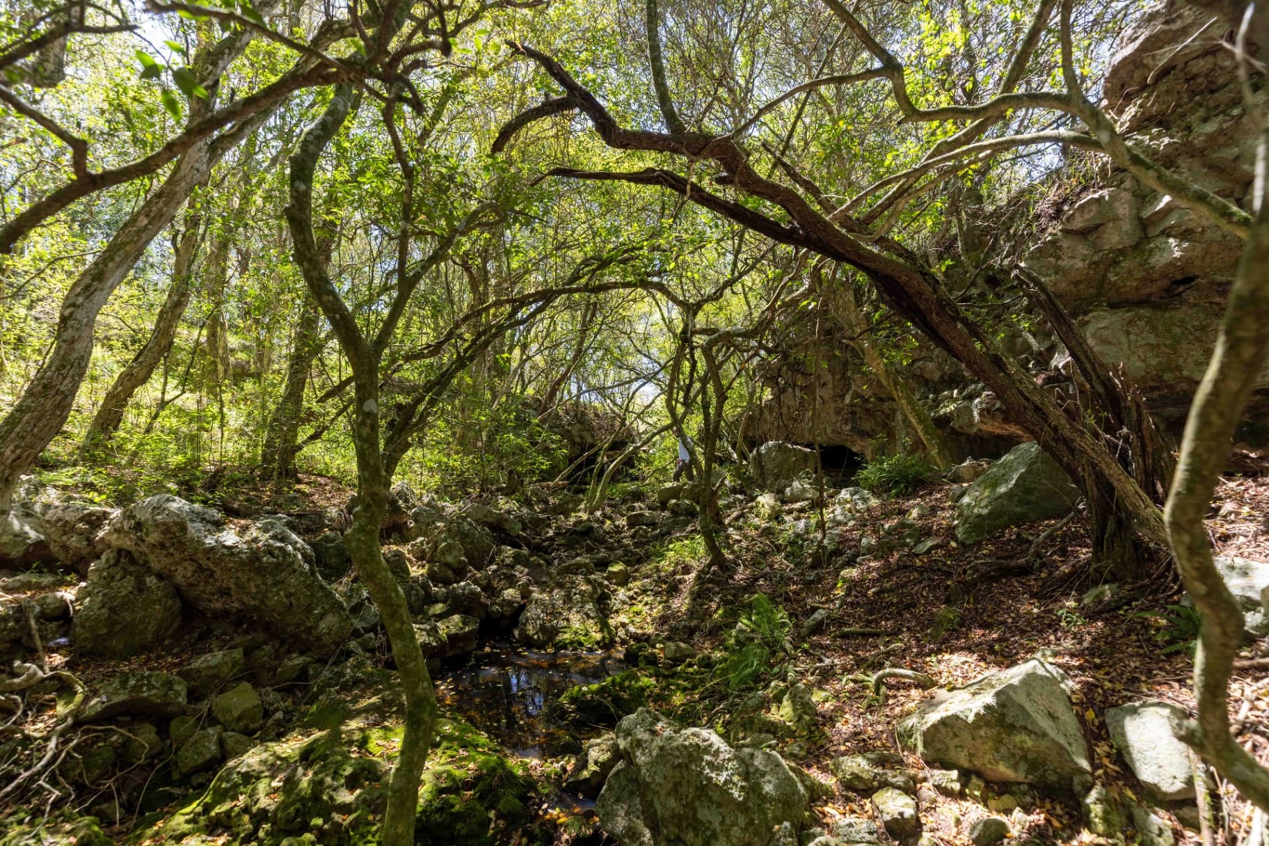 Interior del bosque de quebrada con curso de agua y vegetación exuberante