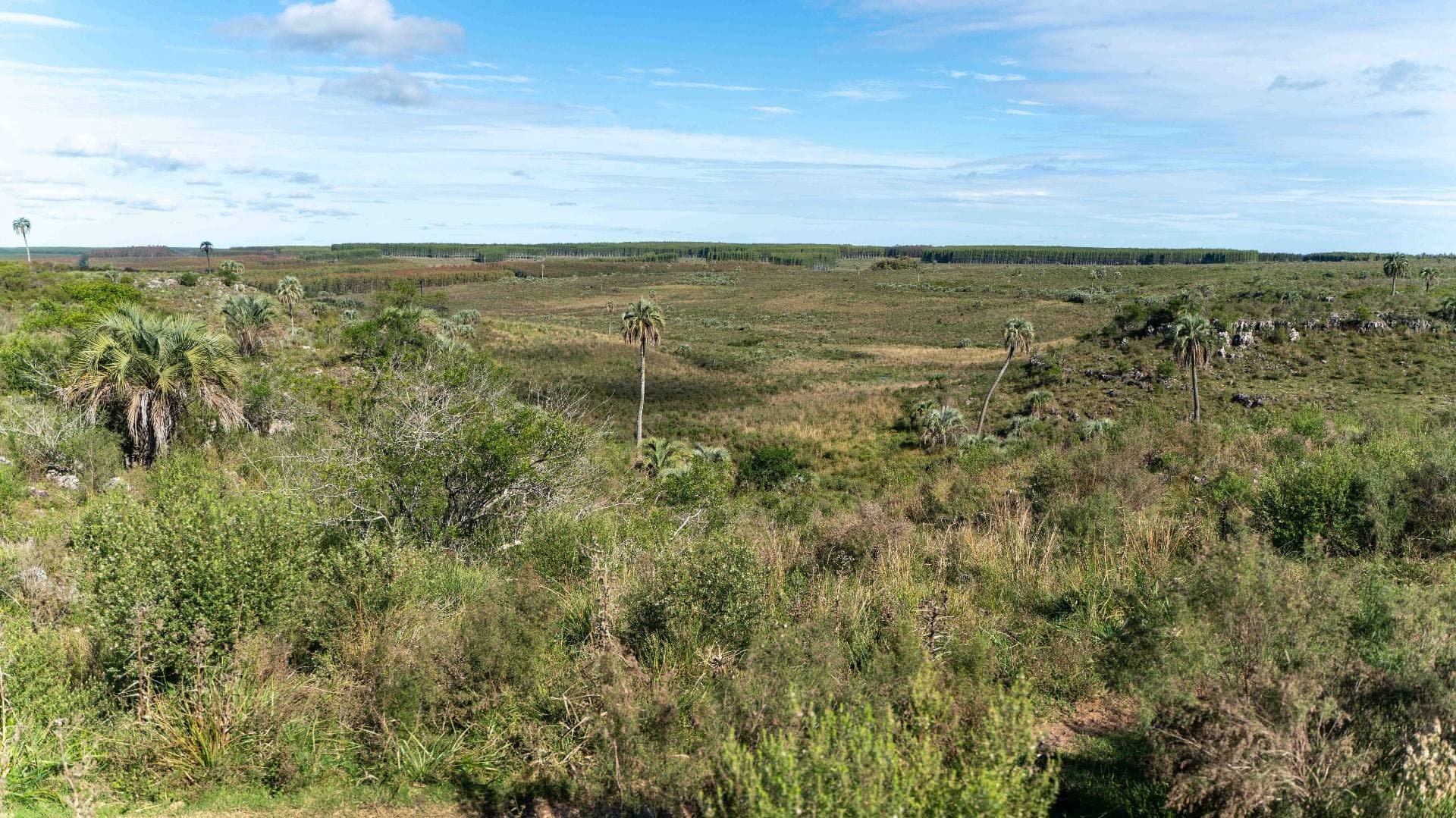Vista aérea del área con palmeras butiá dispersas entre matorral nativo