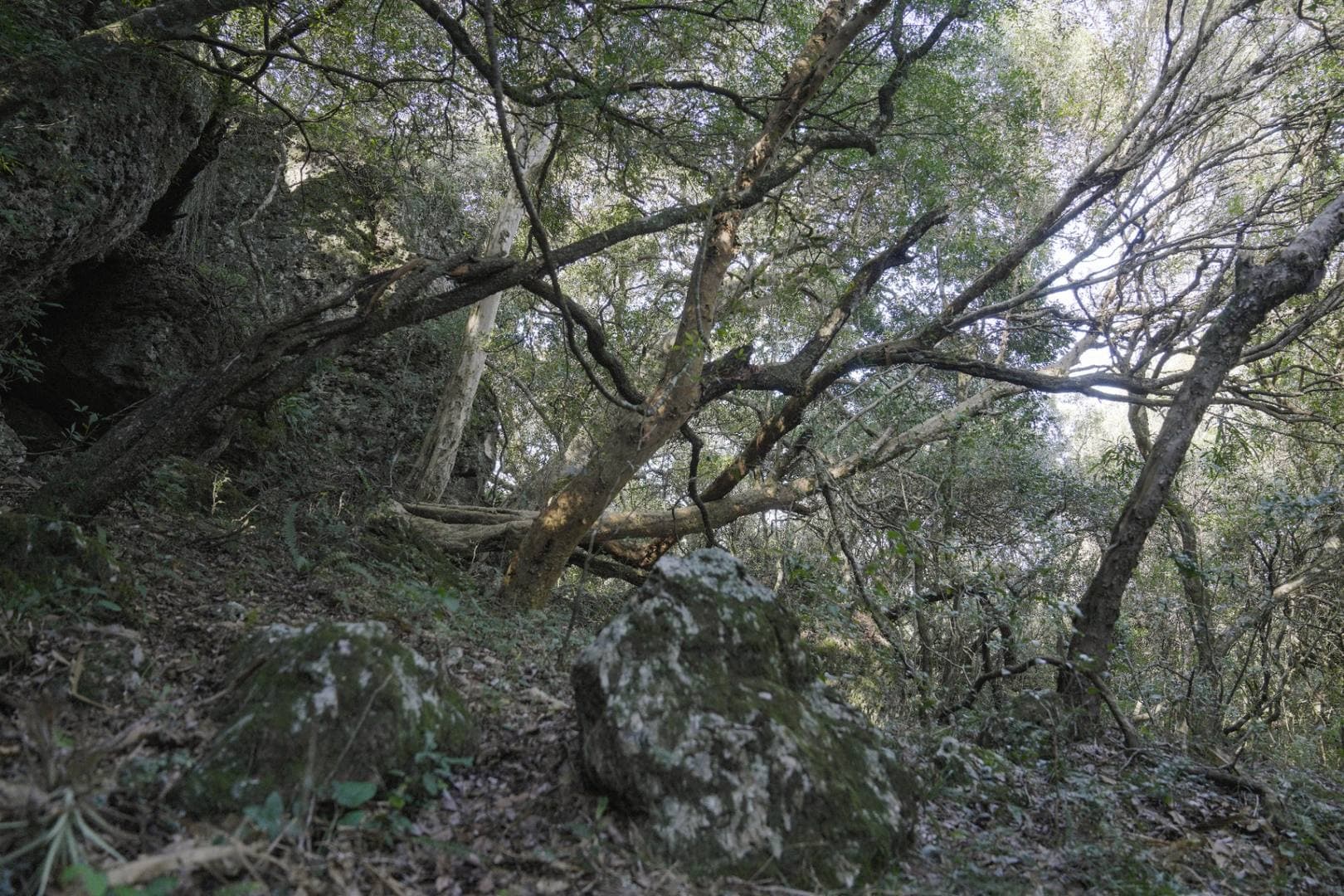 Vista desde el suelo del bosque nativo con rocas cubiertas de líquenes y dosel cerrado de árboles autóctonos.