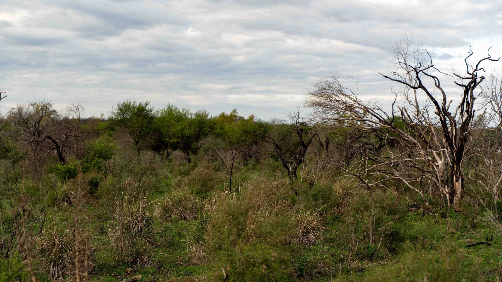General landscape of the native forest at El Rosario