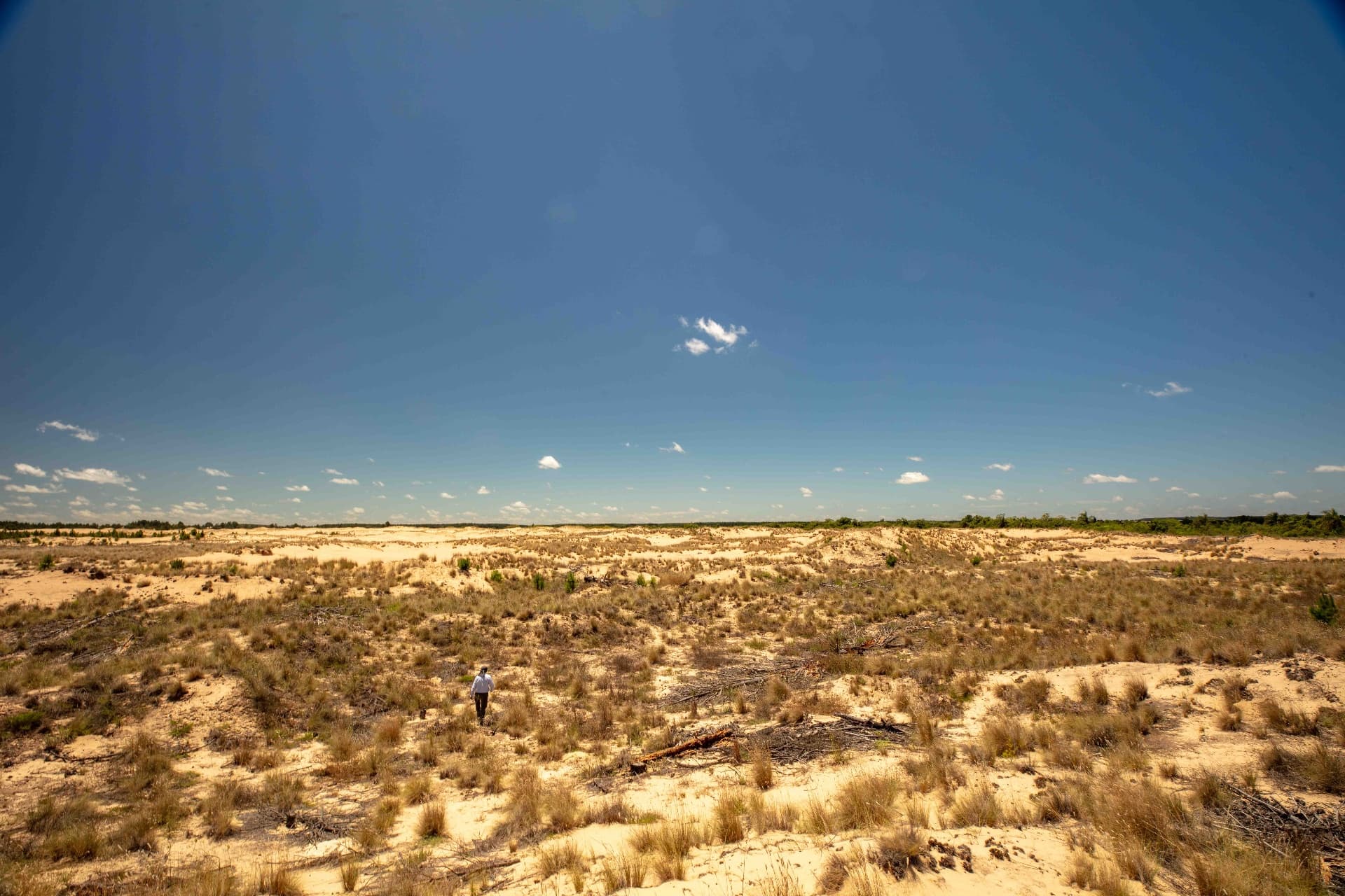 Extensión de dunas y pastizales con vegetación dispersa en La Rinconada