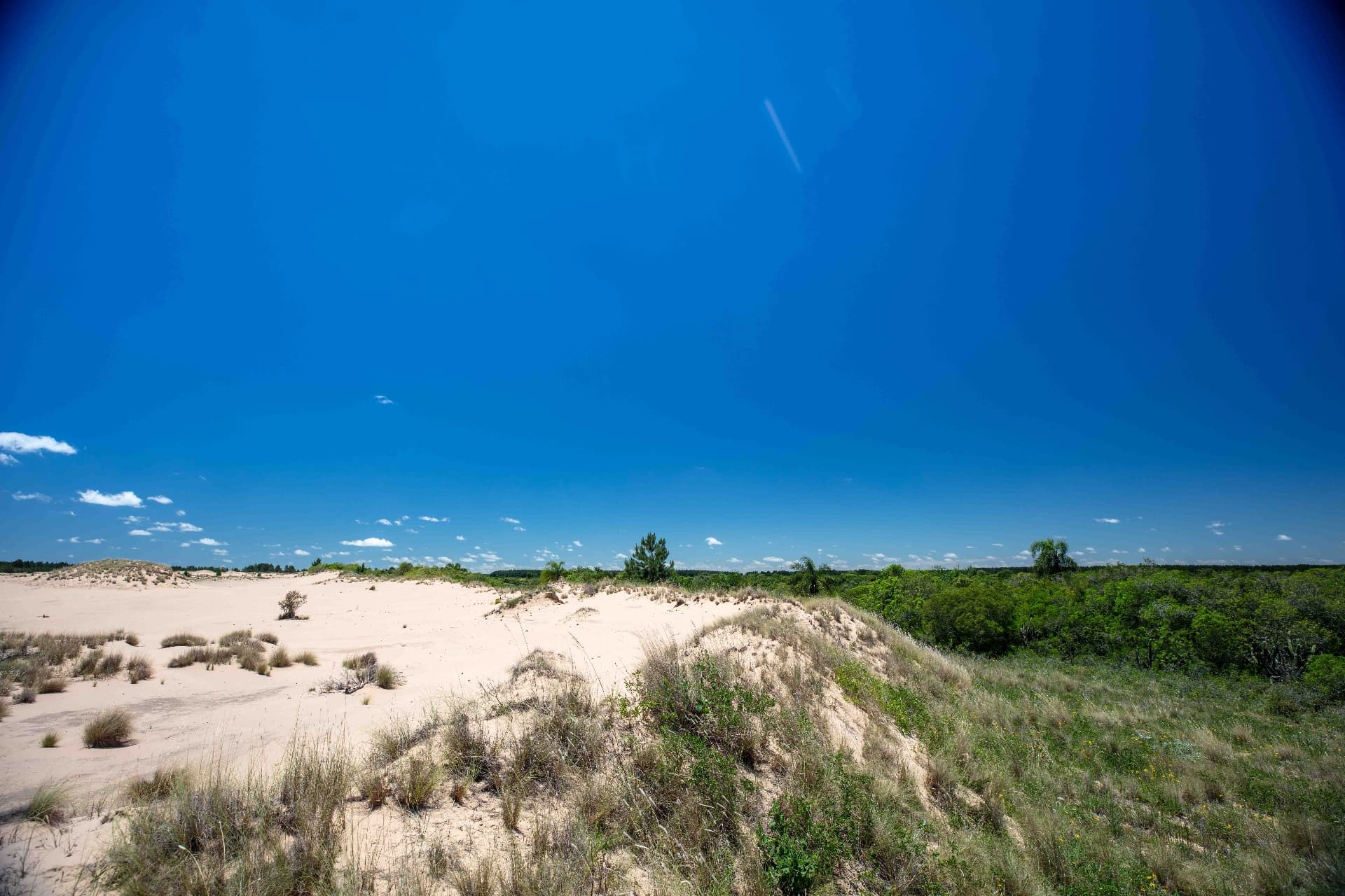 Contraste entre las dunas de arena blanca y la vegetación verde del bosque