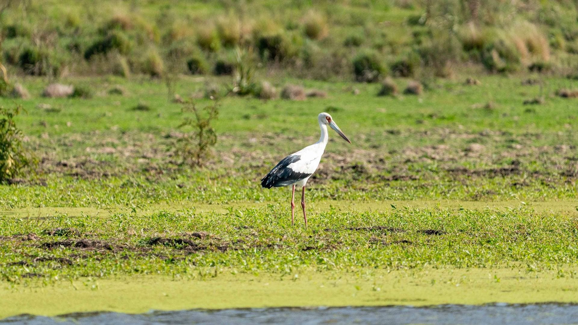 Cigüeña en pradera