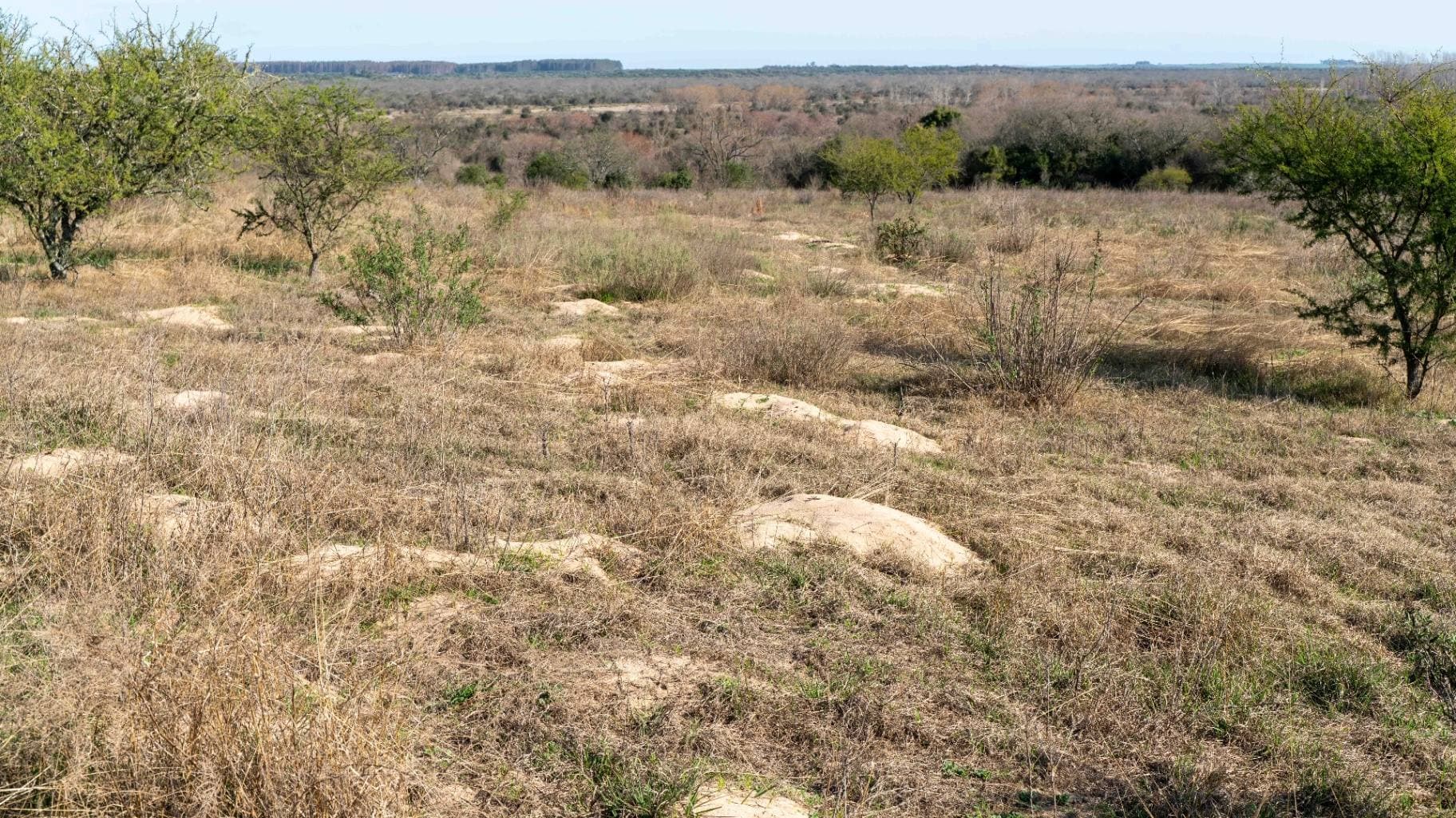 Panoramic view of the reserve area